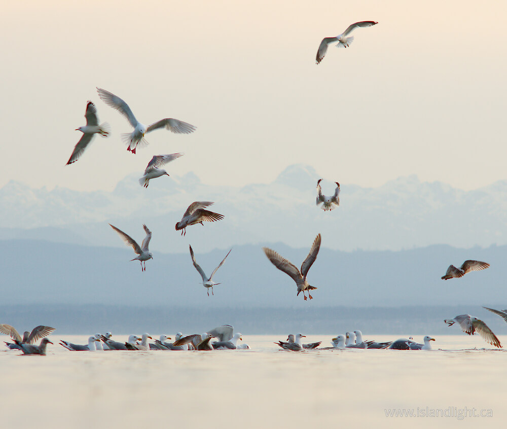 Bird  photo from  Cortes Island, British Columbia Canada.