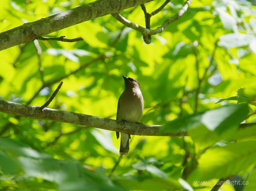 Bird  photo from  Cortes Island, British Columbia Canada.