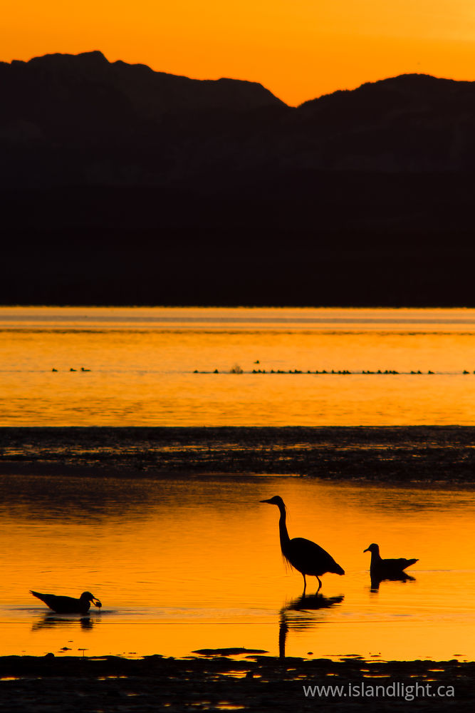 Bird  photo from Smelt Bay Cortes Island, BC Canada.