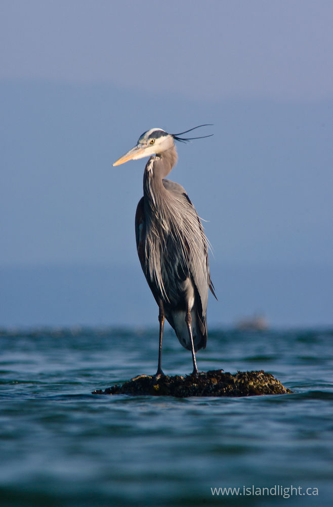 Bird  photo from Smelt Bay Cortes Island, BC Canada.