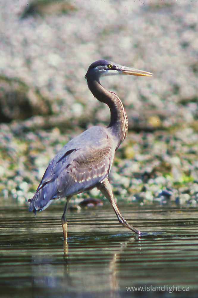 Bird photo from Mansons Landing Cortes Island, BC Canada.