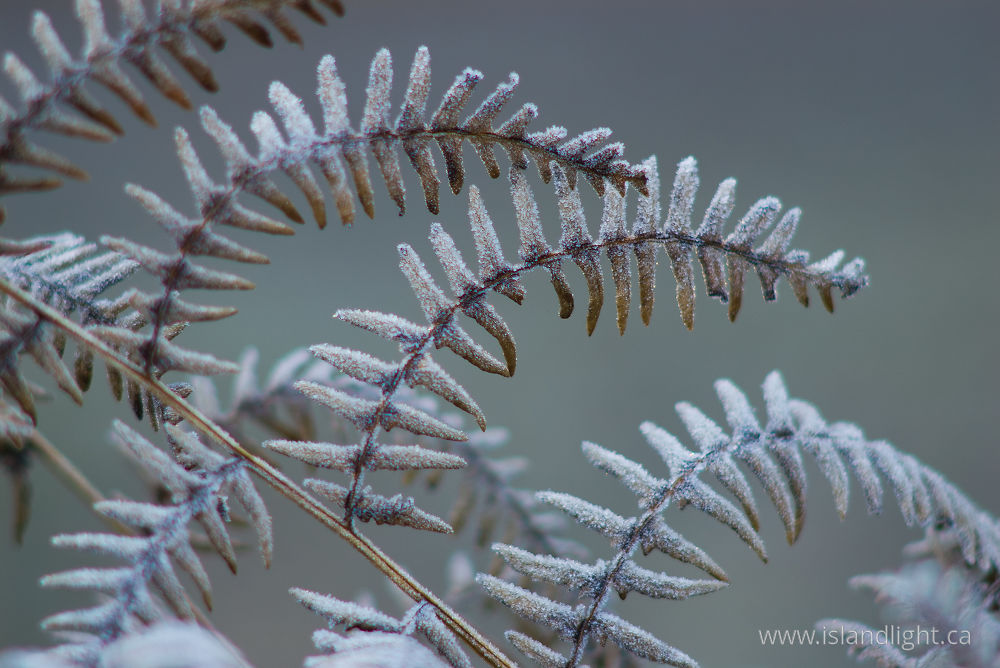 Plant photo from  Cortes Island, BC Canada.
