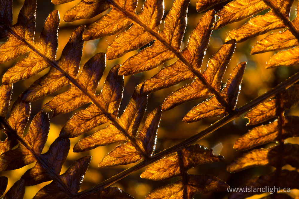 Plant  photo from  Cortes Island, BC Canada.