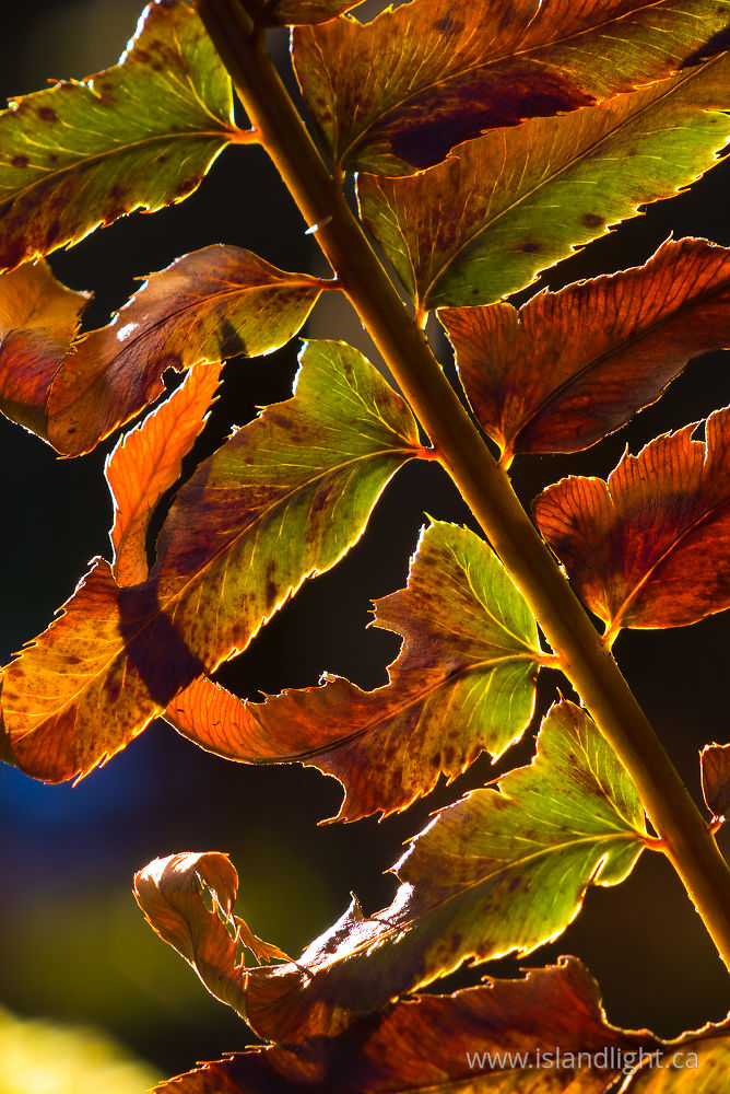 Plant photo from  Cortes Island, BC Canada.