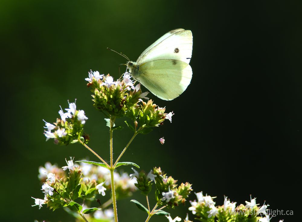 Insect photo from  Cortes Island, British Columbia Canada.