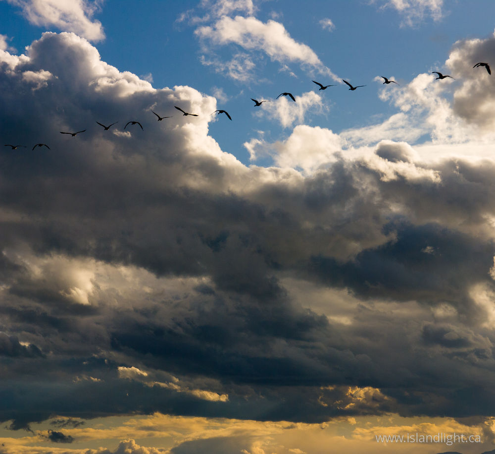 Bird photo from Smelt Bay Cortes Island, BC Canada.