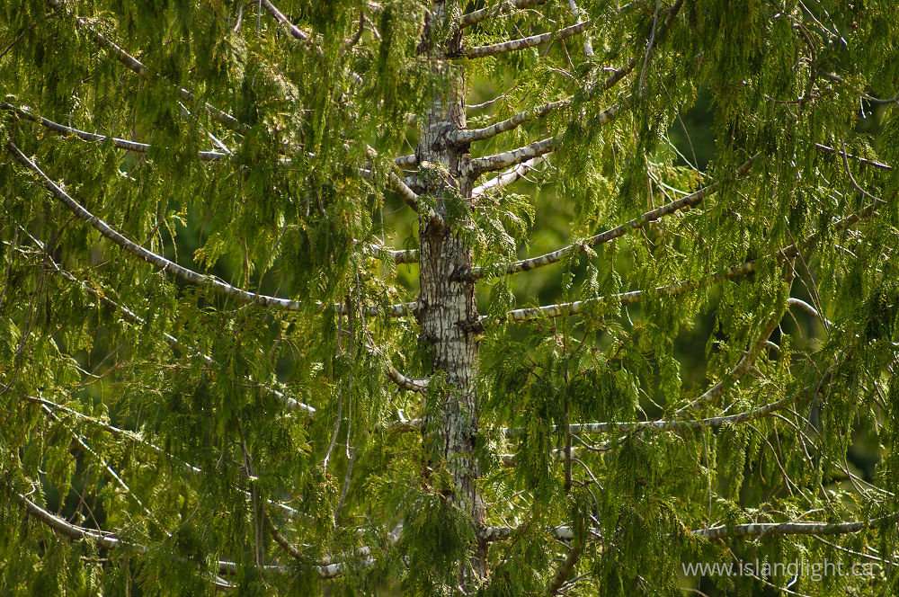 Plant photo from  Cortes Island, BC Canada.