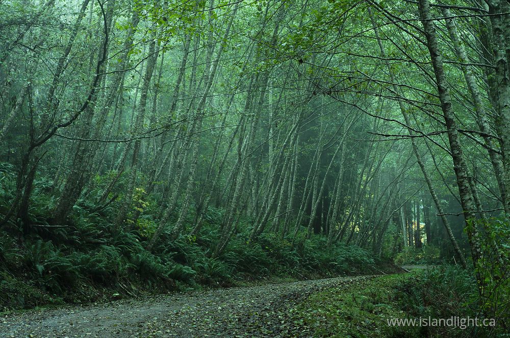 Landscape  photo from  Cortes Island, British Columbia Canada.