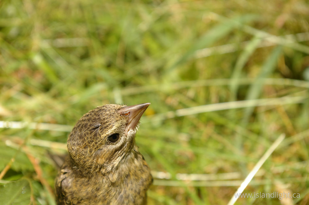 Bird photo from Mansons Landing Cortes Island, BC Canada.