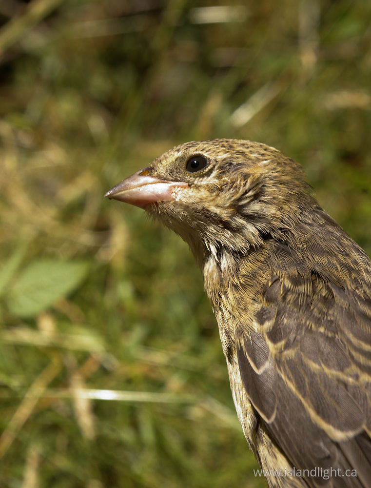 Bird photo from  Cortes Island, BC Canada.