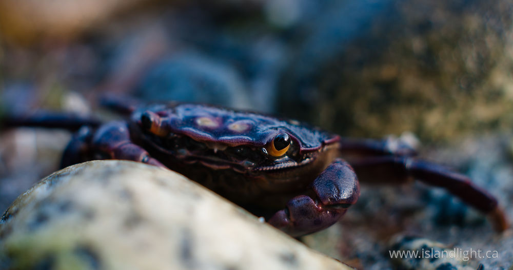 Other  photo from  Cortes Island, BC Canada.