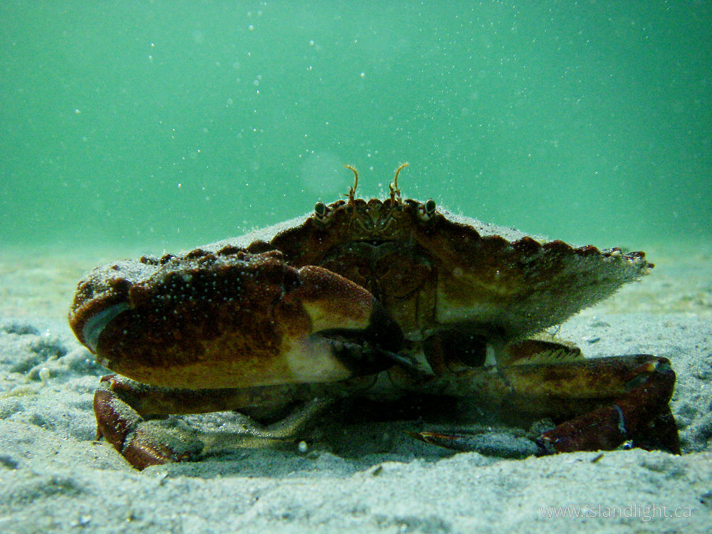 Other  photo from Smelt Bay Cortes Island, BC Canada.