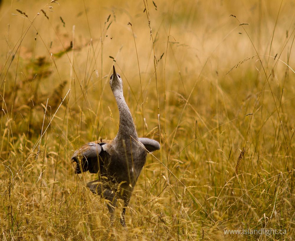 Bird photo from  Cortes Island, BC Canada.