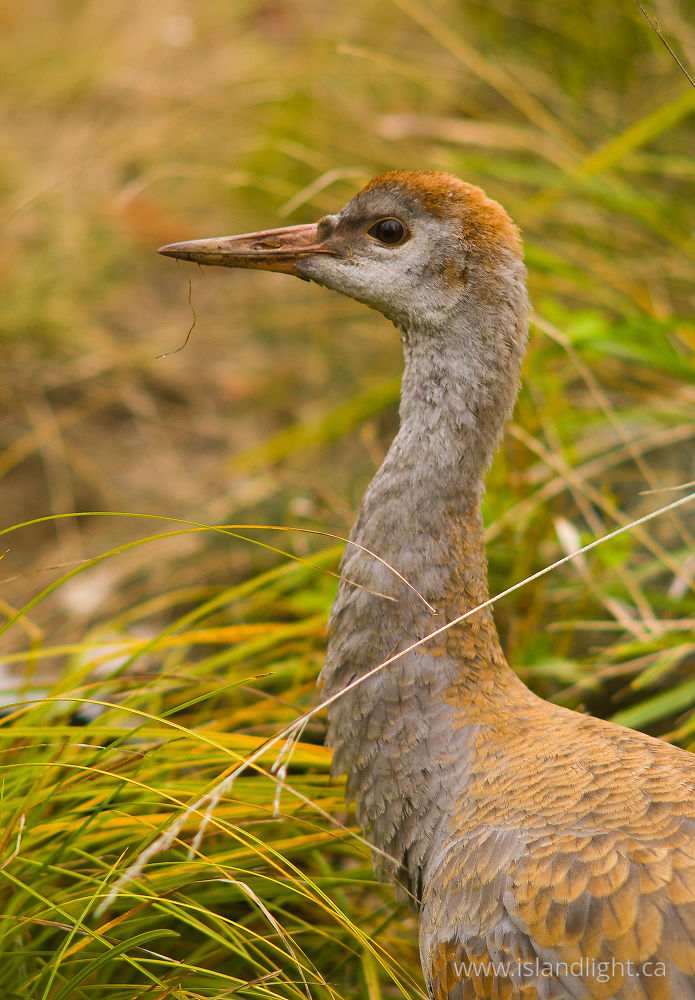 Bird photo from  Cortes Island, BC Canada.