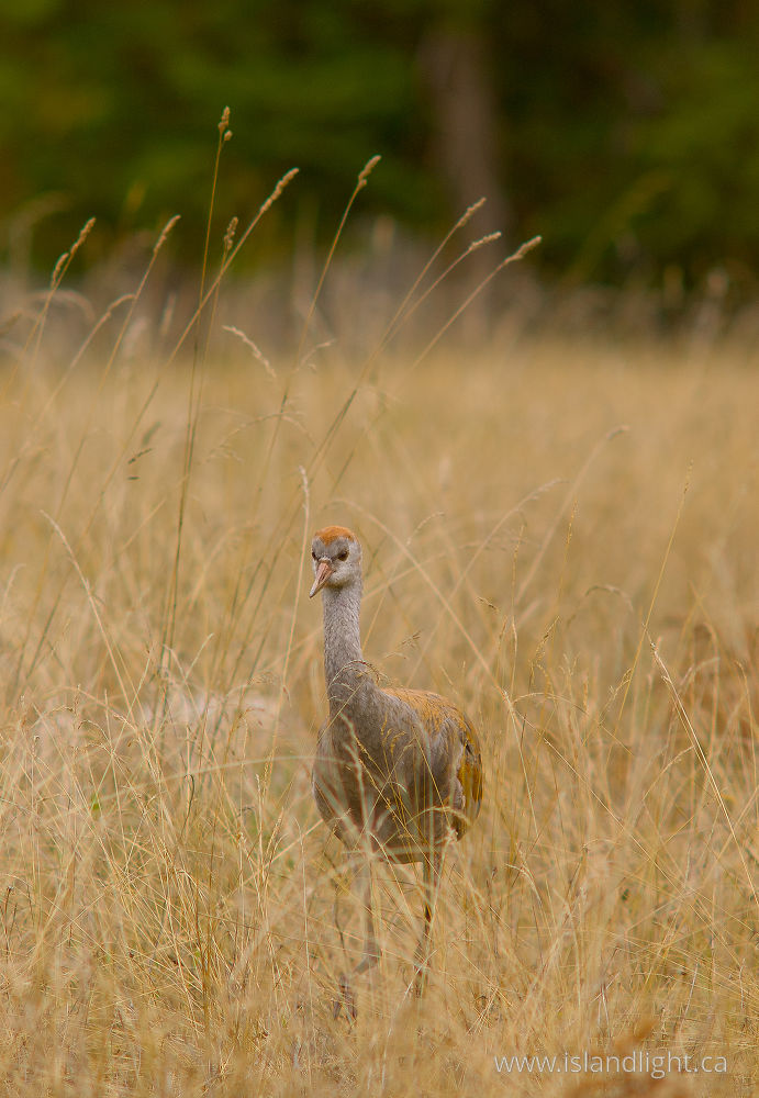 Bird photo from  Cortes Island, BC Canada.