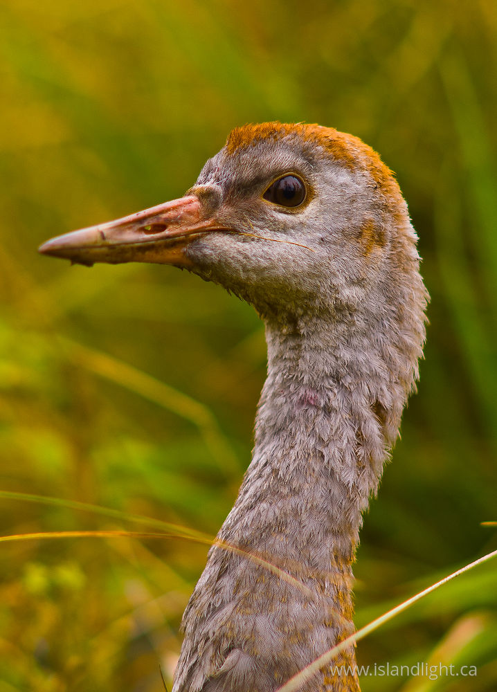 Bird photo from Smelt Bay Cortes Island, BC Canada.