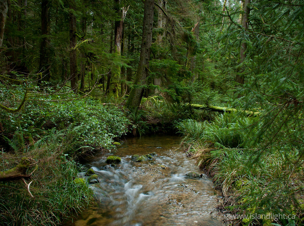 Landscape  photo from  Cortes Island, BC Canada.