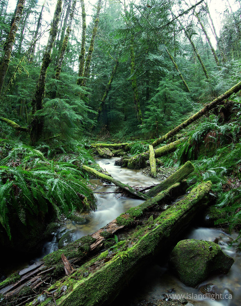 Landscape  photo from Gorge creek Cortes Island, BC Canada.