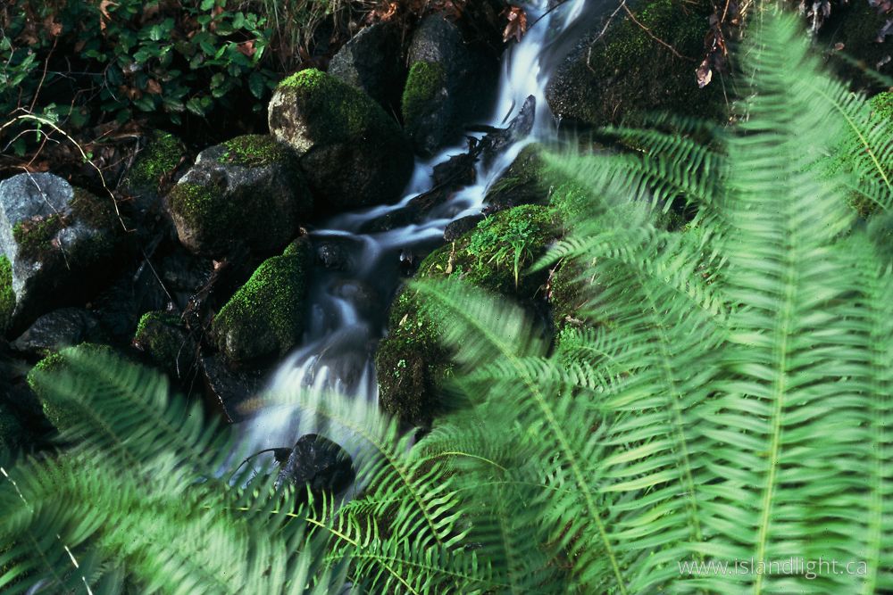 Landscape  photo from Gorge Harbour Cortes Island, BC Canada.