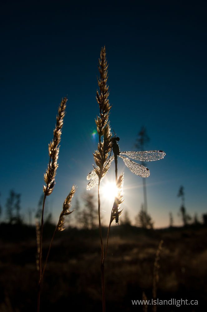 Insect  photo from  Cortes Island, BC Canada.
