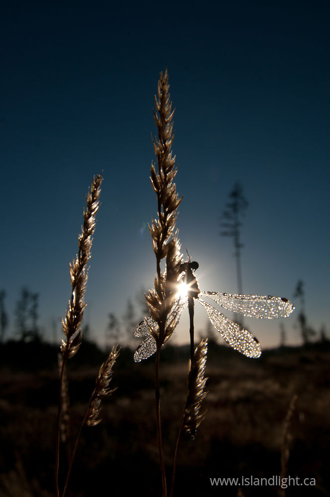 Insect  photo from  Cortes Island, BC Canada.