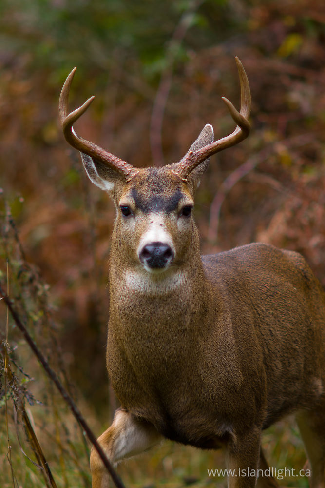 Mammal photo from  Cortes Island, BC Canada.