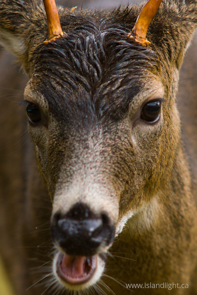 Mammal photo from  Cortes Island, BC Canada.
