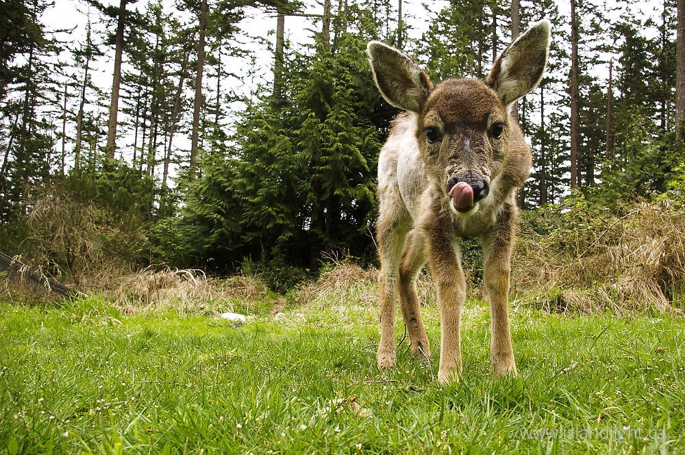 Mammal photo from  Cortes Island, BC Canada.