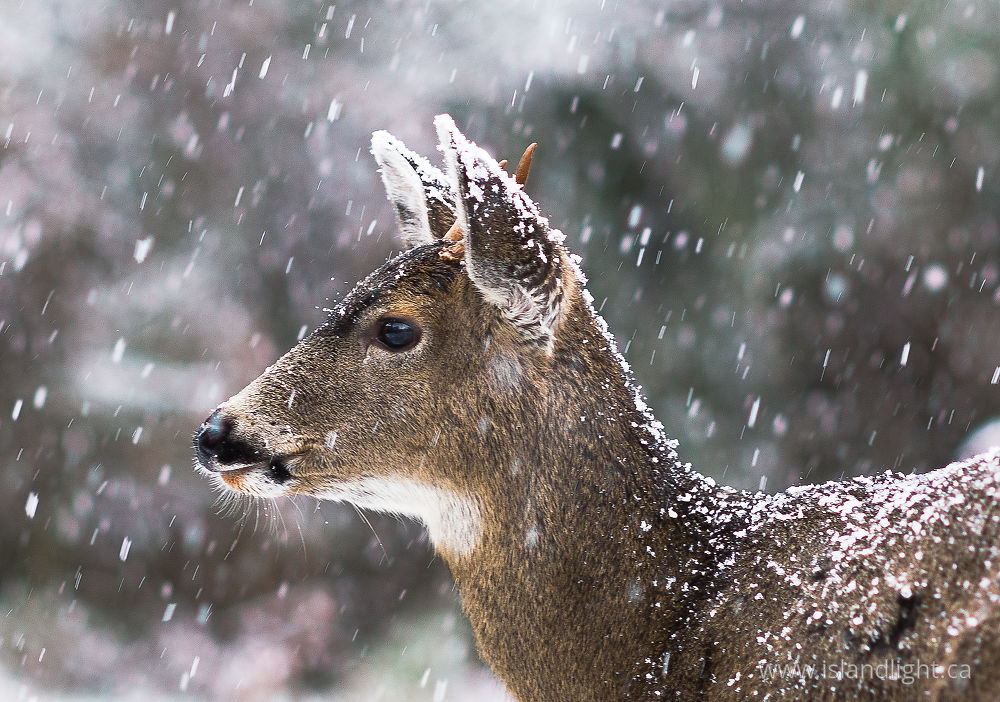 Mammal photo from  Cortes Island, BC Canada.
