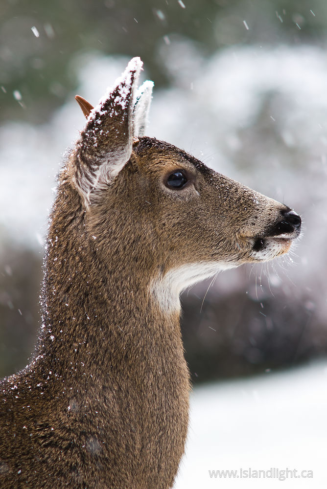 Mammal photo from  Cortes Island, BC Canada.