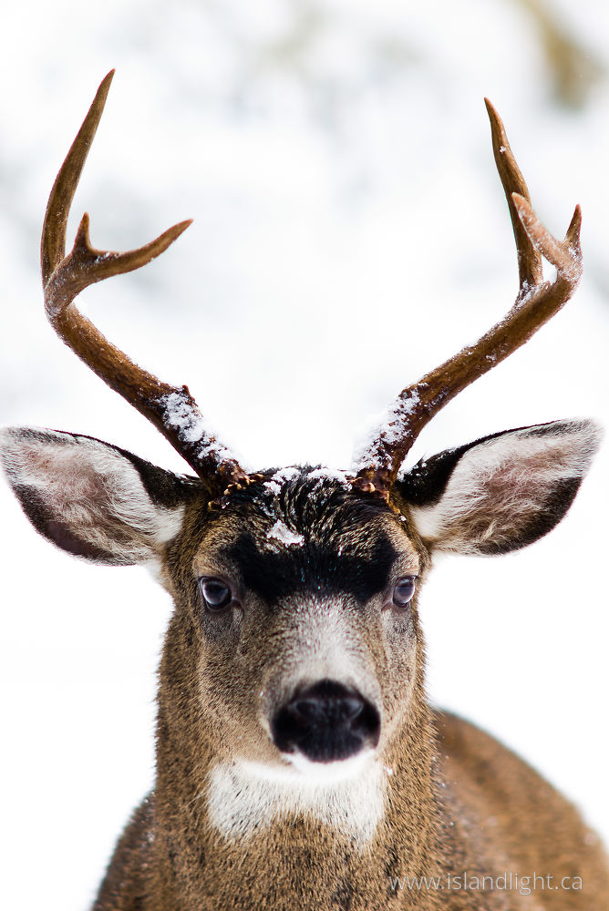 Mammal photo from  Cortes Island, BC Canada.