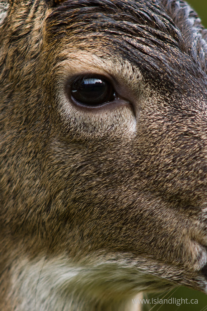 Mammal photo from  Cortes Island, BC Canada.