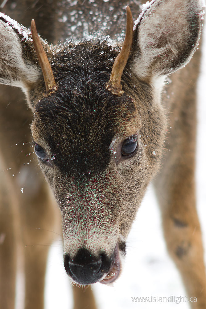 Mammal photo from  Cortes Island, BC Canada.