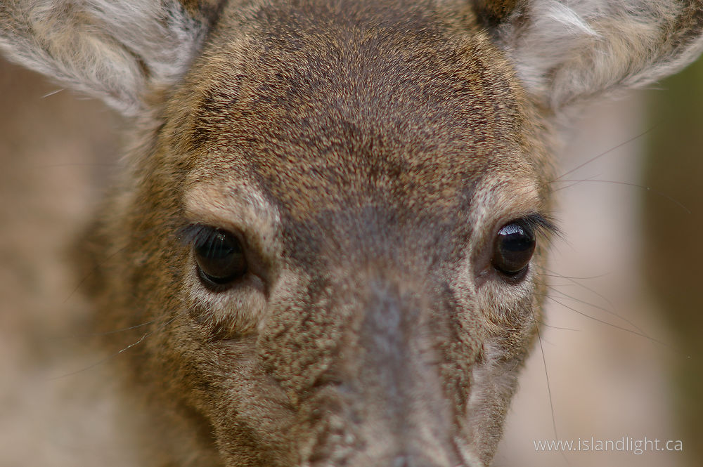 Mammal photo from  Cortes Island, BC Canada.
