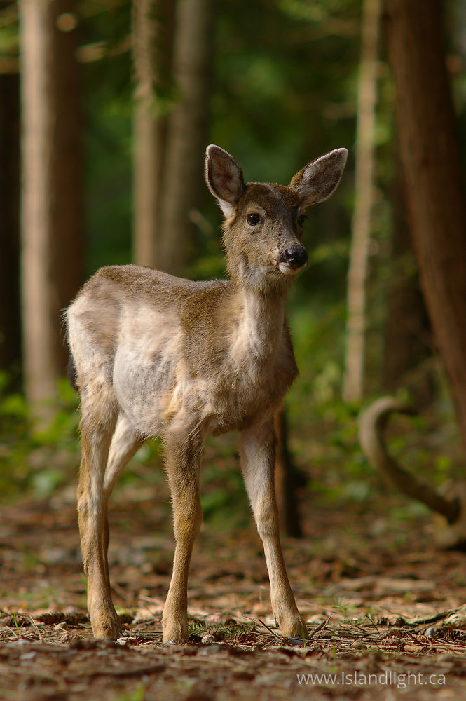Mammal photo from  Cortes Island, BC Canada.
