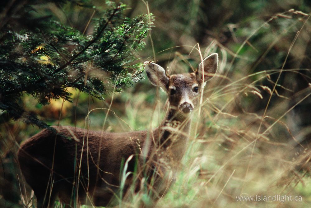 Mammal photo from  Cortes Island, BC Canada.