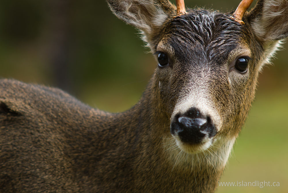 Mammal photo from  Cortes Island, BC Canada.