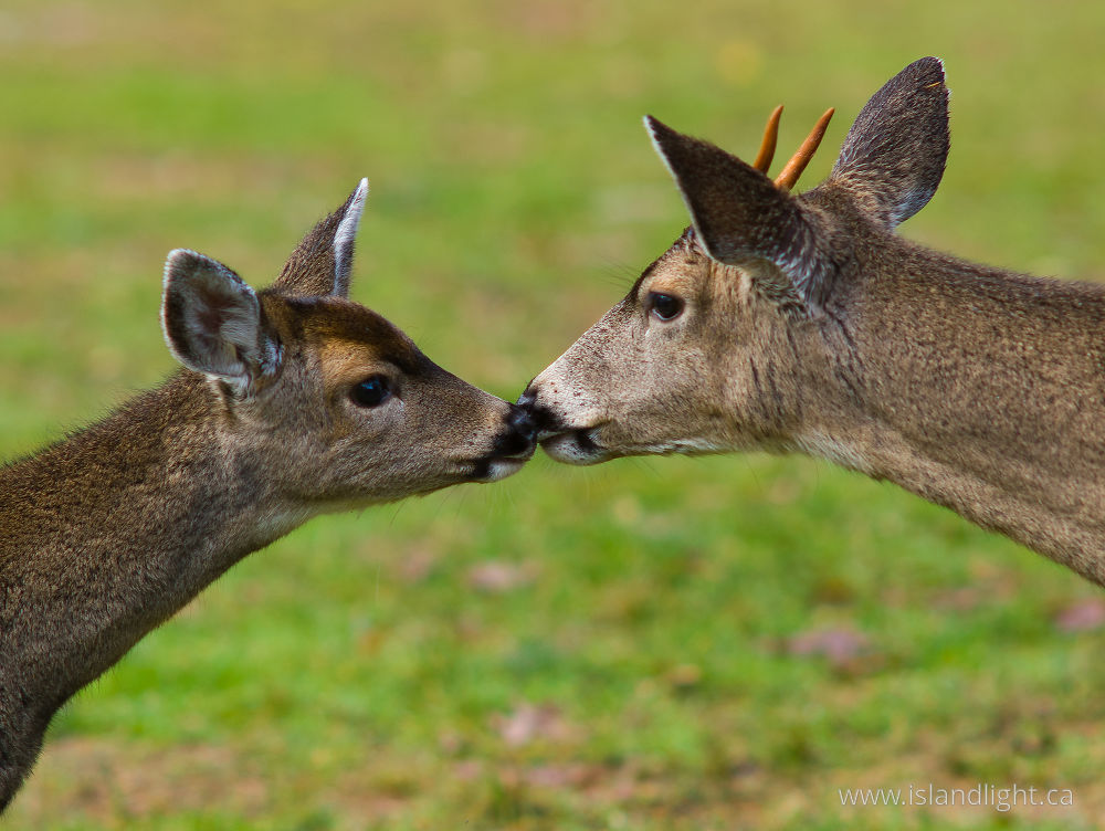 Mammal photo from  Cortes Island, BC Canada.