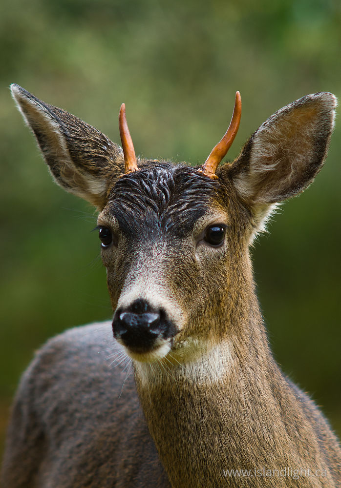 Mammal photo from  Cortes Island, BC Canada.