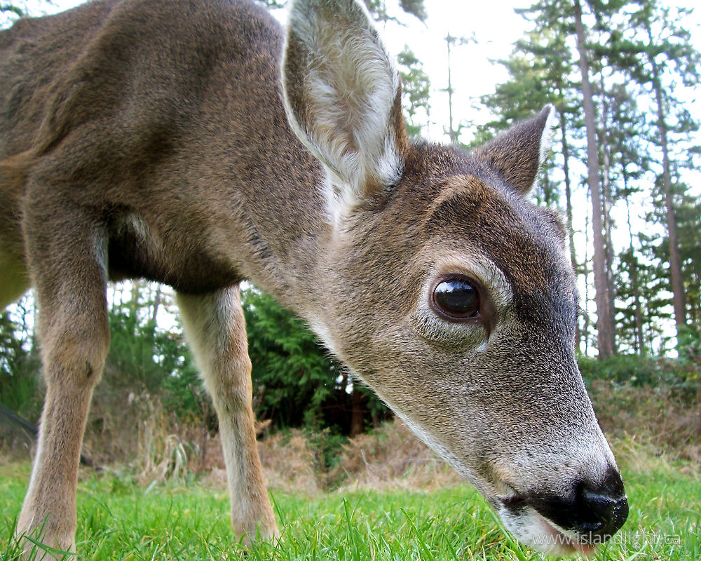 Mammal photo from  Cortes Island, BC Canada.