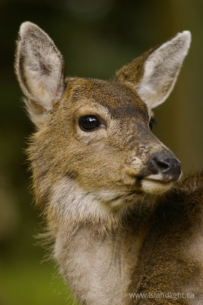Mammal photo from  Cortes Island, BC Canada.