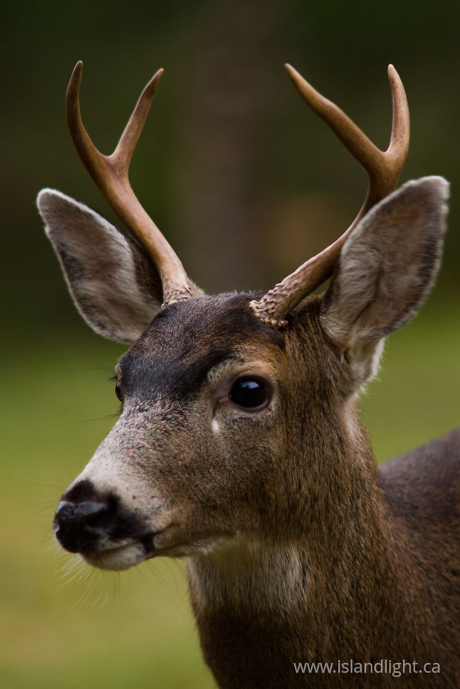 Mammal photo from  Cortes Island, BC Canada.
