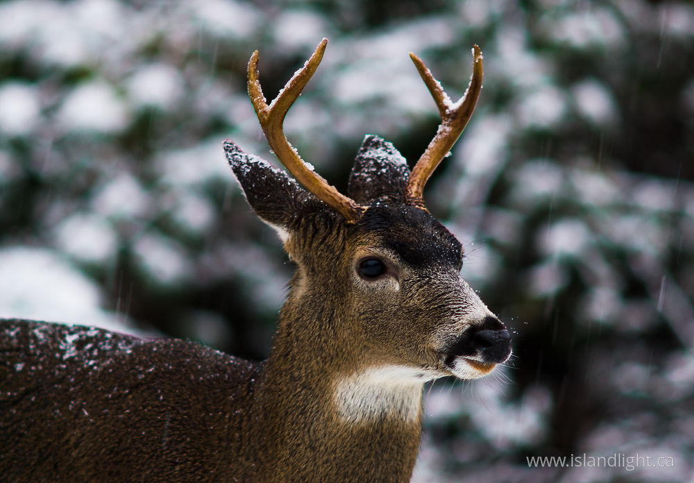 Mammal photo from  Cortes Island, BC Canada.
