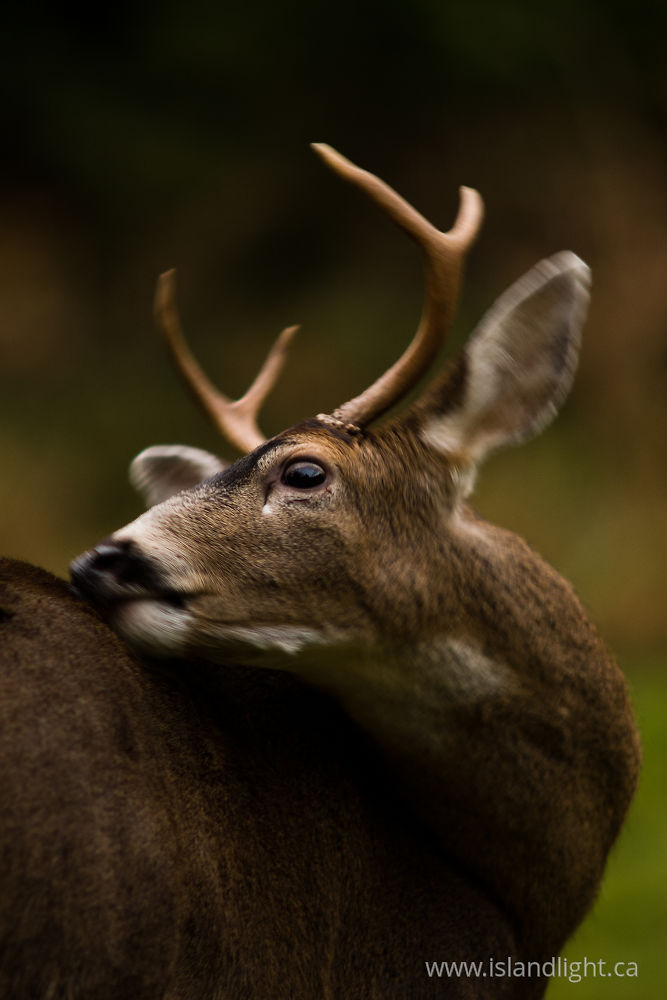 Mammal photo from  Cortes Island, BC Canada.