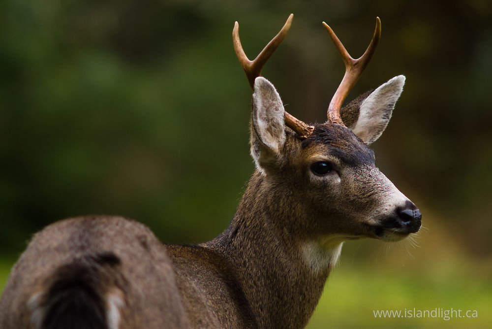 Mammal photo from  Cortes Island, BC Canada.