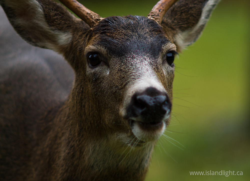 Mammal photo from  Cortes Island, BC Canada.