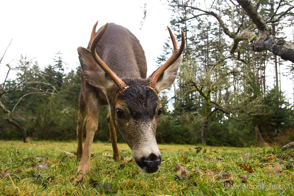 Mammal photo from  Cortes Island, BC Canada.