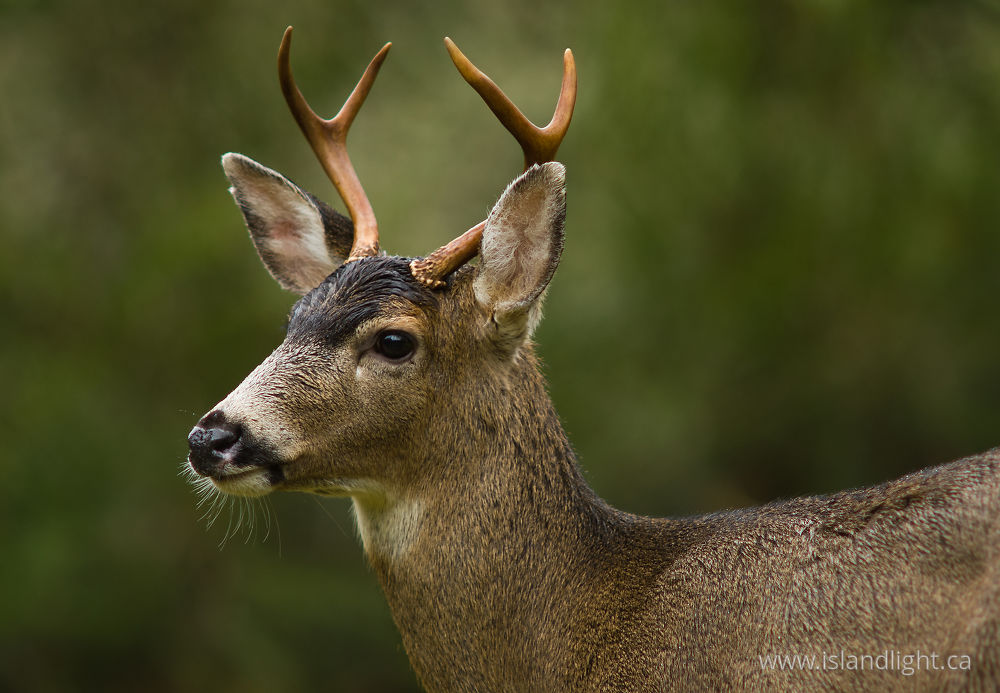 Mammal photo from  Cortes Island, BC Canada.