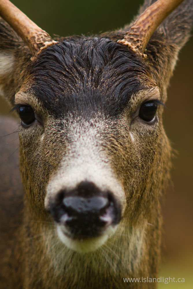 Mammal  photo from  Cortes Island, BC Canada.