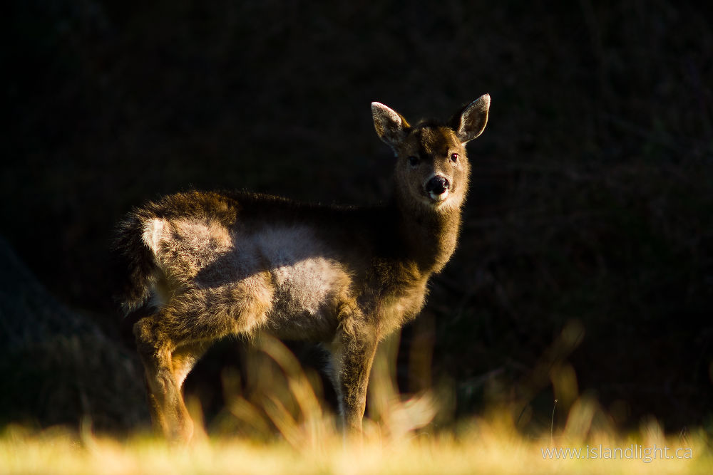 Mammal  photo from  Cortes Island, BC Canada.